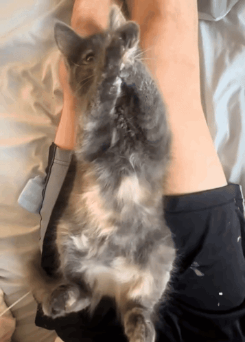 A Fluffy Cat Laying On A Person 'S Leg GIF