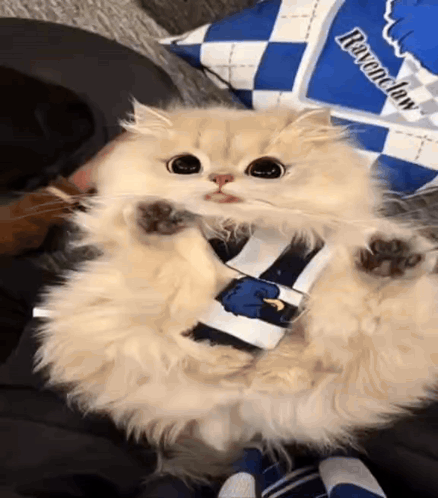 A Fluffy Cat Wearing A Ravenclaw Shirt Is Laying On A Person 'S Lap . GIF