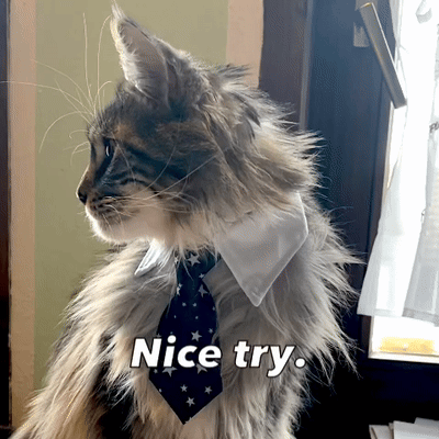 A Fluffy Cat Wearing A Tie And A White Collar Says " Nice Try " GIF