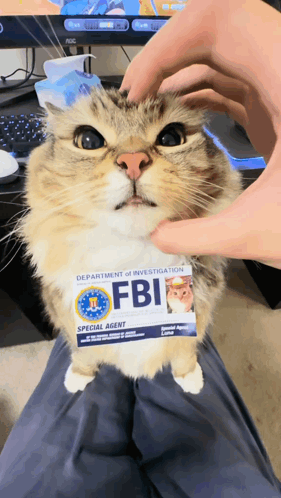 A Fluffy Cat With A Fbi Badge On Its Neck GIF
