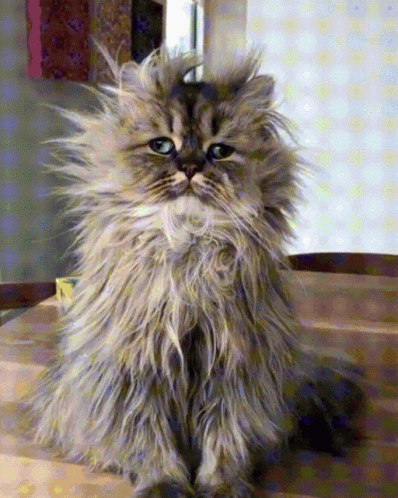 A Fluffy Cat With Blue Eyes Sits On A Wooden Table GIF