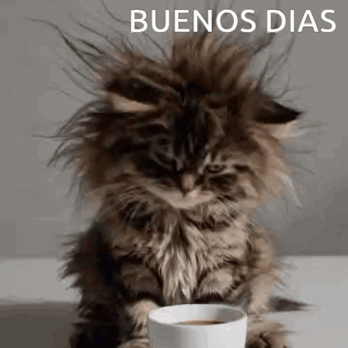 A Fluffy Kitten Is Sitting Next To A Cup Of Coffee And Looking At The Camera . GIF
