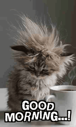 A Fluffy Kitten Is Sitting Next To A Cup Of Coffee And Says `` Good Morning '' . GIF