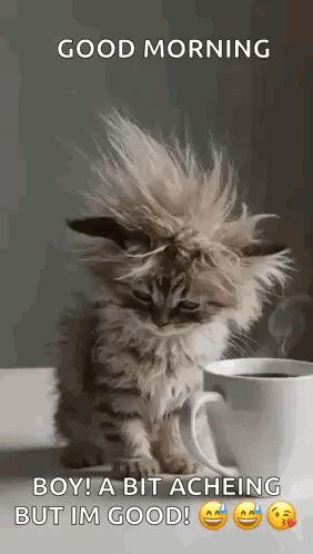 A Fluffy Kitten Is Sitting Next To A Cup Of Coffee On A Table . GIF