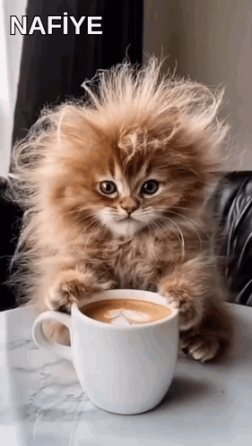 A Fluffy Kitten Is Sitting On A Table With A Cup Of Coffee . GIF