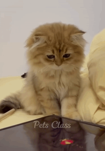 a fluffy kitten is sitting on a table with the words pets class written on it