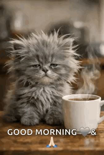 A Fluffy Kitten Sitting Next To A Cup Of Coffee On A Table . GIF