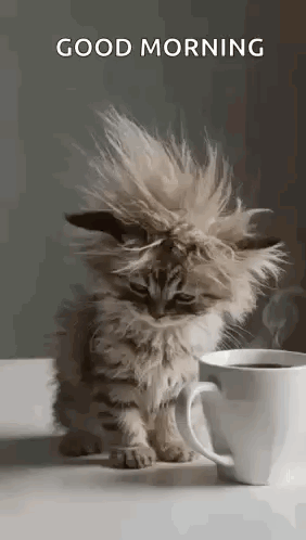 A Fluffy Kitten Sitting Next To A Cup Of Coffee On A Table . GIF