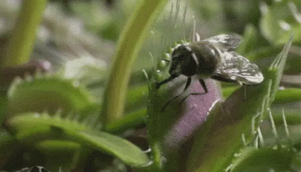 A Fly Is Sitting On Top Of A Venus Flytrap Plant . GIF