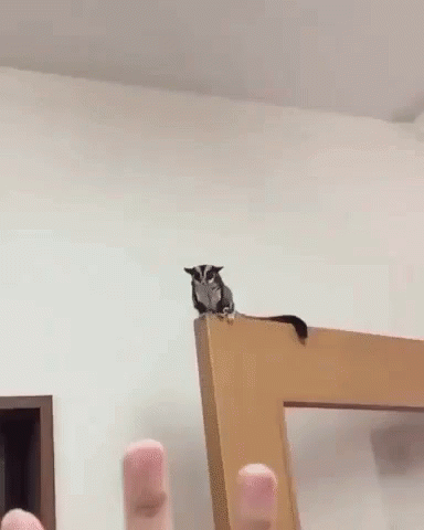 A Flying Squirrel Is Flying Over A Person 'S Finger . GIF