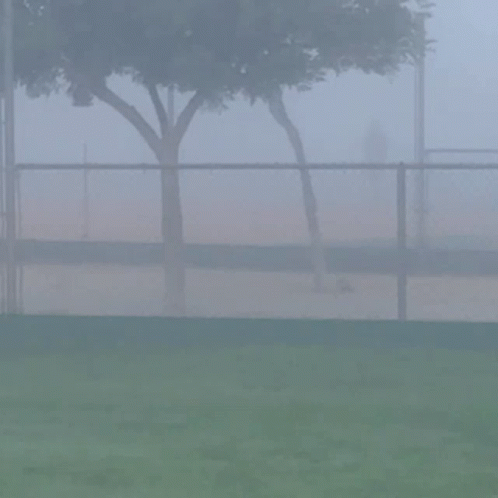 A Foggy Day At A Baseball Field With A Tree In The Background GIF