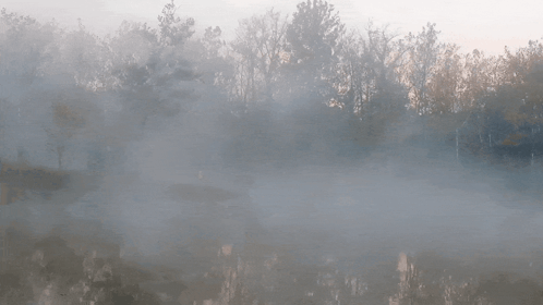 A Foggy Forest With Trees And A River In The Foreground GIF