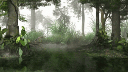A Foggy Forest With Trees And Plants And A Pond GIF