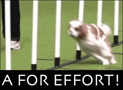 A+ For Effort GIF