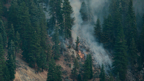 A Forest With A Lot Of Trees And Smoke GIF