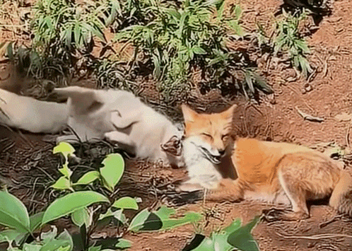 A Fox And A White Dog Are Laying On The Ground In The Dirt . GIF
