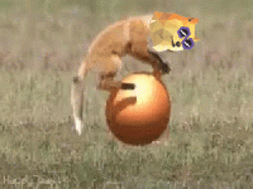 A Fox Is Jumping Over A Ball With A Doge On Its Head GIF
