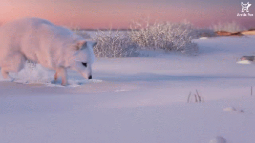 A Fox Is Looking Out Of A Hole With Arctic Fox Written On The Bottom GIF