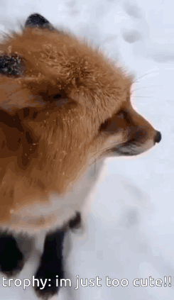 a fox is standing in the snow and looking up at the camera .