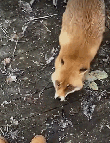 A Fox Is Standing On A Wooden Deck Looking At A Person 'S Foot . GIF