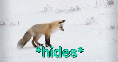 A Fox Is Walking Through The Snow With The Words * Hides * Behind It GIF