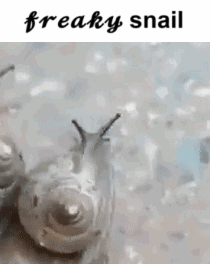 A Freaky Snail With Horns Is Crawling Through The Snow . GIF