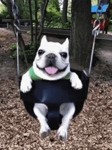 A French Bulldog Is Sitting On A Swing With Its Tongue Out . GIF