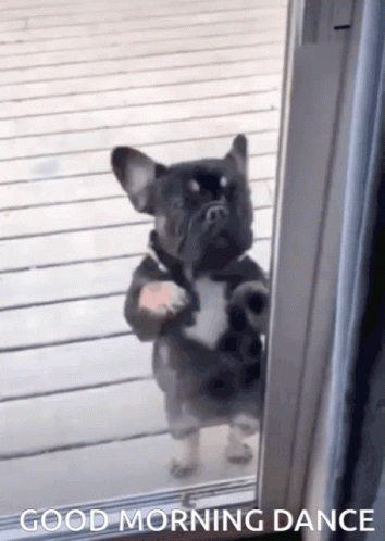 A French Bulldog Is Standing On Its Hind Legs In Front Of A Glass Door . GIF
