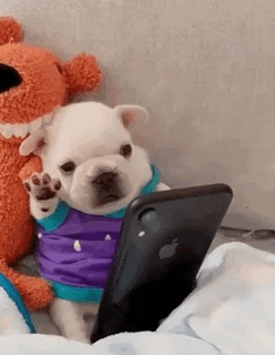 A French Bulldog Puppy Is Looking At A Cell Phone While Wearing A Purple Shirt . GIF
