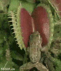 A Frog Is Being Eaten By A Carnivorous Plant With 51Gif.cn Written On The Bottom GIF