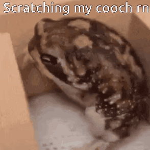 A Frog Is Sitting In A Cardboard Box With The Words Scratching My Cooch Rn Written Above It . GIF