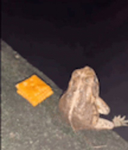 A Frog Is Sitting Next To A Piece Of Cheese On A Concrete Surface . GIF