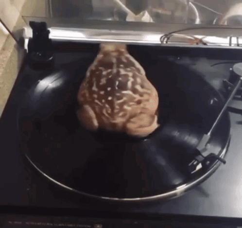 A Frog Is Sitting On A Record On A Turntable GIF