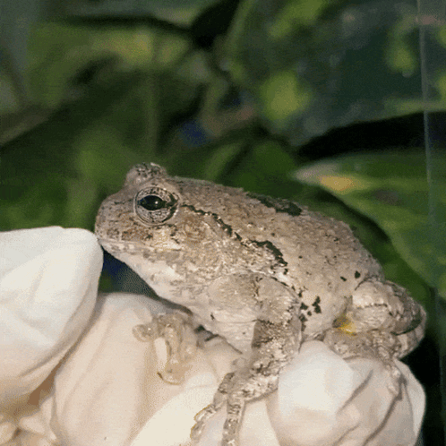 A Frog Is Sitting On A White Flower And Looking At The Camera GIF
