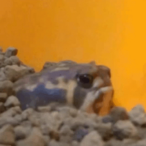 A Frog Is Sitting On Top Of A Pile Of Rocks And Looking At The Camera . GIF