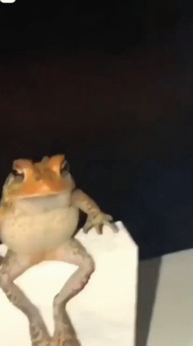 A Frog Is Sitting On Top Of A White Box In The Dark . GIF