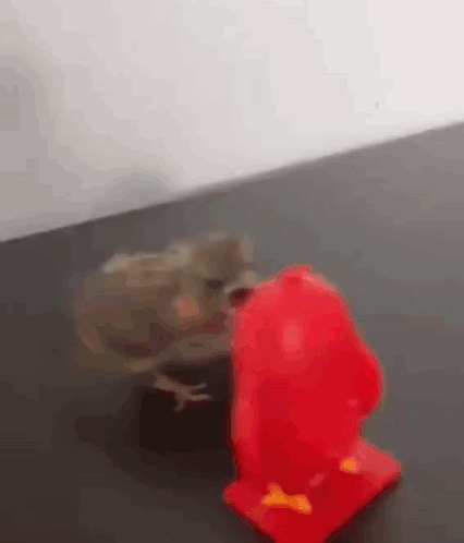 A Frog Is Standing Next To A Red Toy . GIF