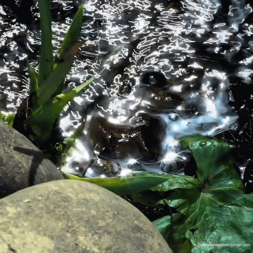 A Frog Is Swimming In A Pond With A Leaf In The Background GIF