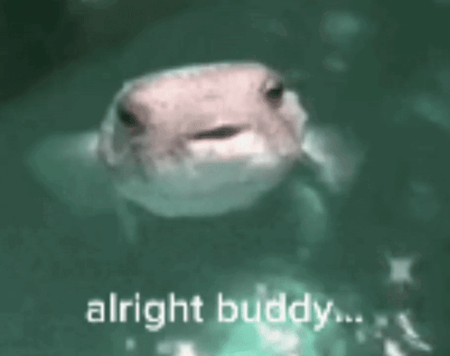 A Frog Is Swimming In The Water With The Words `` Alright Buddy '' Written On The Bottom . GIF