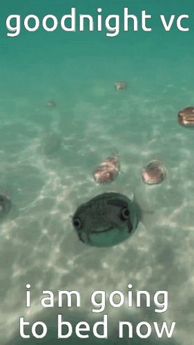 A Frog Is Swimming In The Water With The Words Goodnight Vc I Am Going To Bed Now On The Bottom GIF
