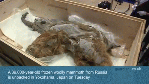 A Frozen Woolly Mammoth From Russia Is Unpacked In Yokohama Japan GIF