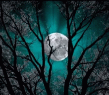 A Full Moon Is Visible Through The Trees In The Dark GIF