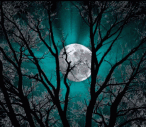 A Full Moon Is Visible Through The Trees In The Dark GIF