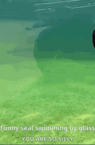 a funny seal is swimming by glass in the water .
