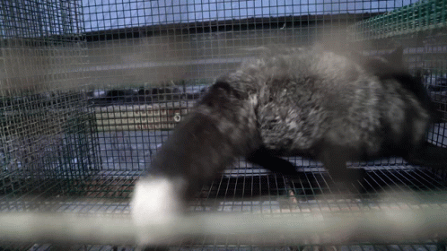 A Furry Animal In A Cage With A White Paw On The Bars GIF