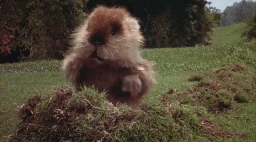 A Furry Rabbit Is Eating Grass From A Pile Of Grass . GIF