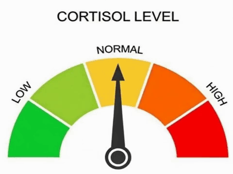 A Gauge Showing The Level Of Cortisol In A Person 'S Body . GIF