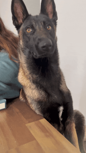 A German Shepherd Dog Laying On A Wooden Table Looking At The Camera GIF
