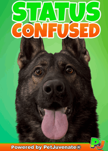A German Shepherd Is On The Cover Of A Book Titled Status Confused GIF
