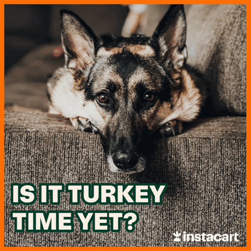 A German Shepherd Laying On A Couch With The Words " Is It Turkey Time Yet " GIF